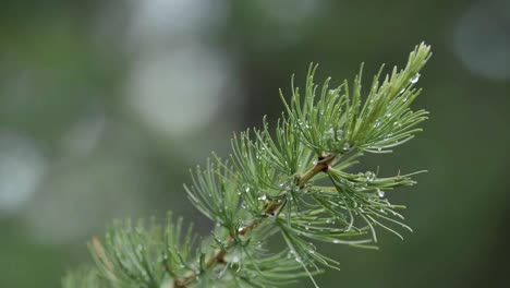 larch branch with dew drops