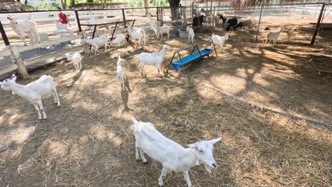 goats playing and moving around in an enclosure.