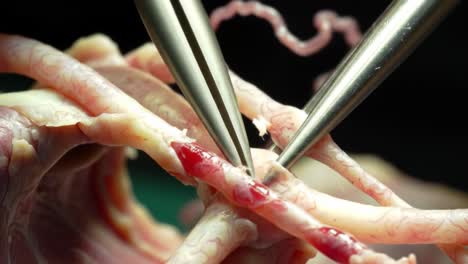 focused examination of biological tissue with analytical precision in a laboratory setting utilizing specialized instruments for dissection and study