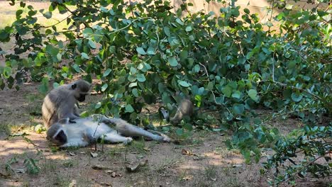 Playful-vervet-monkey-babies-as-adults-groom-in-Kruger-National-Park