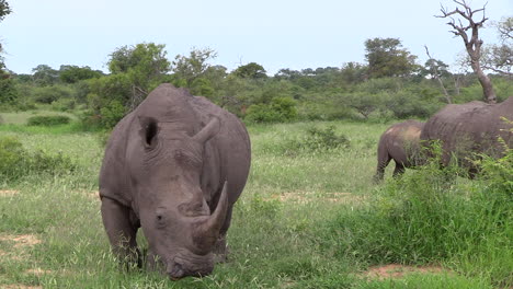 A-White-Rhino-with-a-huge-horn-grazes-towards-camera-with-other-rhino-in-the-background-in-South-Africa