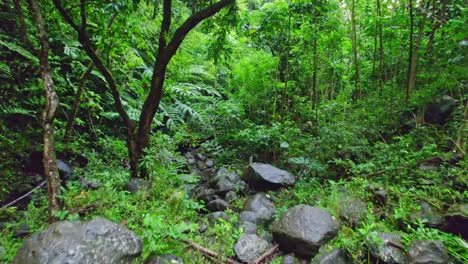 Imágenes-De-Drones-Que-Viajan-A-Través-De-Una-Densa-Selva-Tropical-Verde-Con-Grandes-Rocas-Que-Bordean-El-Lecho-De-Un-Pequeño-Arroyo-Cerca-De-Las-Cataratas-Mao-a-En-La-Isla-De-Oahu-En-Las-Islas-Hawaianas