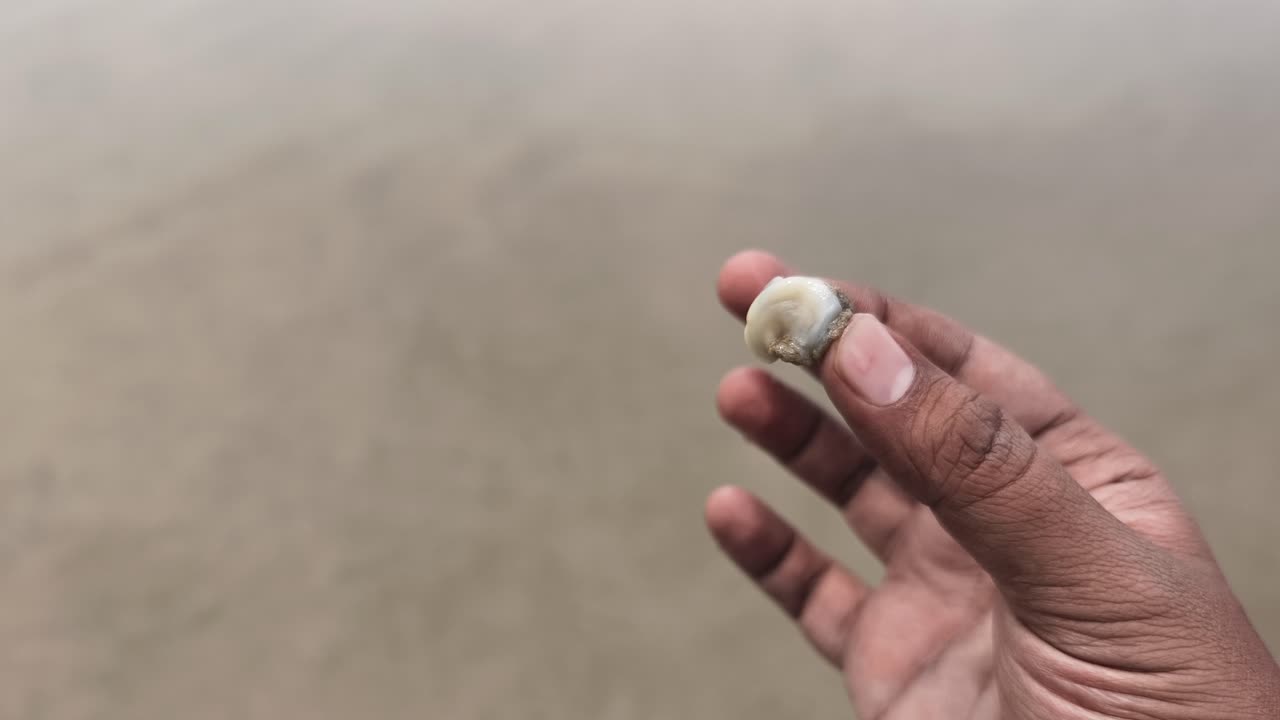 A detailed closeup shot of a hand holding a tiny sea snail shell at a beach in India, showcasing marine life and coastal nature