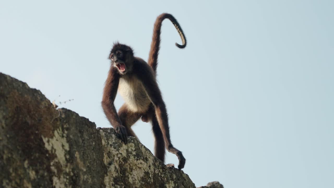 A spider monkey vocalizes energetically from the top of an ancient Mayan structure in Tikal, framed against the blue Guatemalan sky.