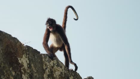 a spider monkey vocalizes energetically from the top of an ancient mayan structure in tikal, framed against the blue guatemalan sky.