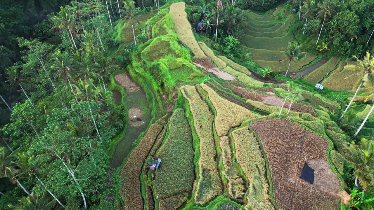 Video udara indah yang menangkap medan pertanian tradisional dengan terasering sawah yang diukir di bukit hutan, menunjukkan ladang yang digarap, gubuk kecil, dan alam tropis yang kaya dari perspektif drone.