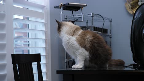 panic scared bi colour ragdoll cat on table