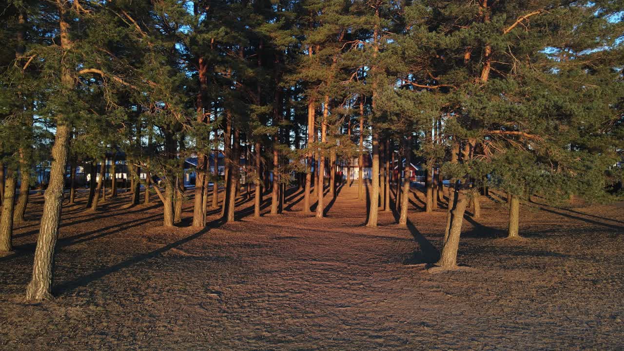 노르웨이 남부 일출 시 소나무 숲의 드론 영상을 천천히 확대