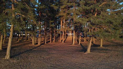 slowly zooming in drone footage of pine forest at sunrise in southern norway