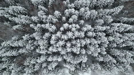 dense frozen spruce tree forest snowy landscape during winter weather, drown down aerial