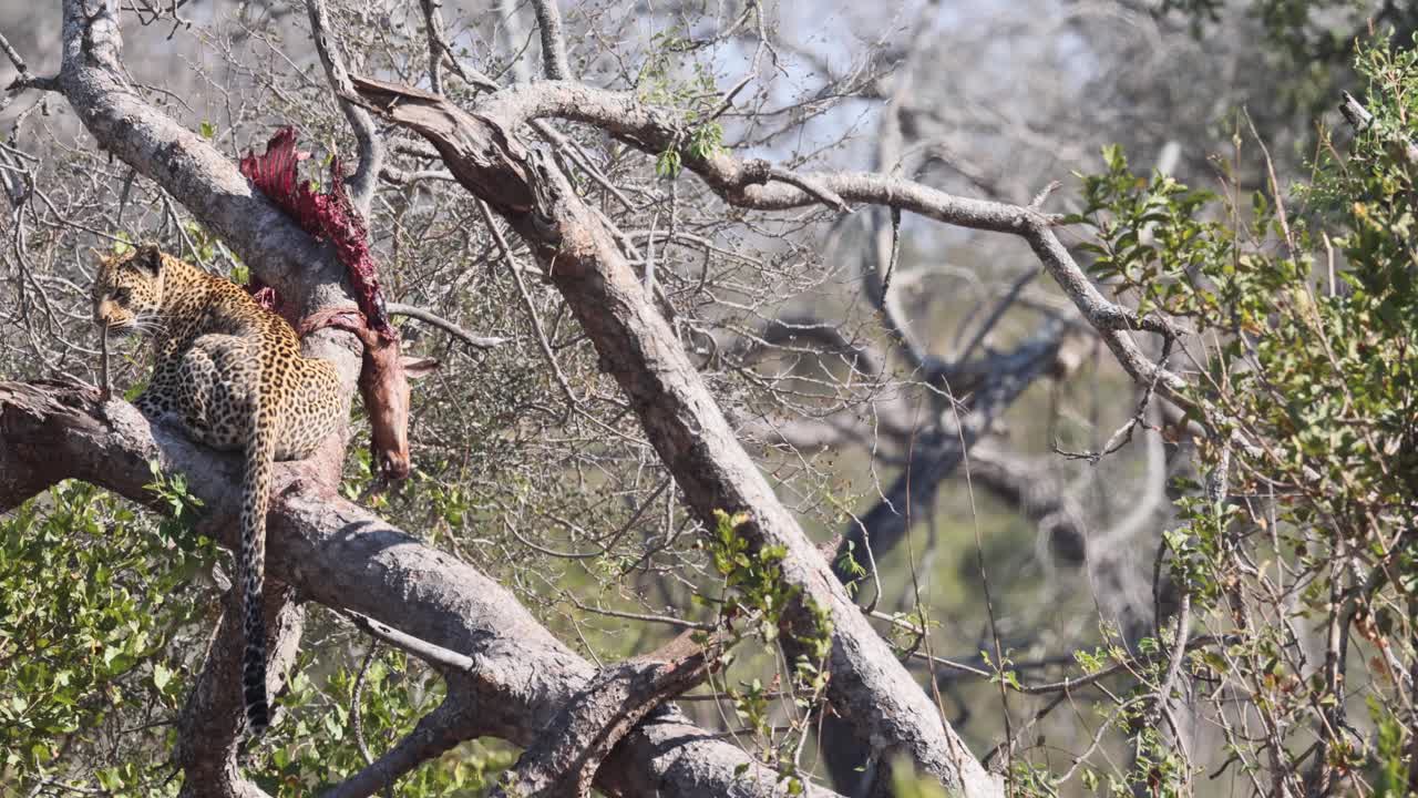 Leopard eats Hartebeest in tree during hazy heat of African mid day