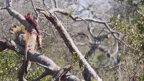 leopard eats hartebeest in tree during hazy heat of african mid day