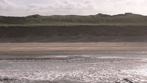 coastal scene with people and birds