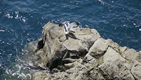 seagull lands beside it's mate on rock by the ocean, slow motion