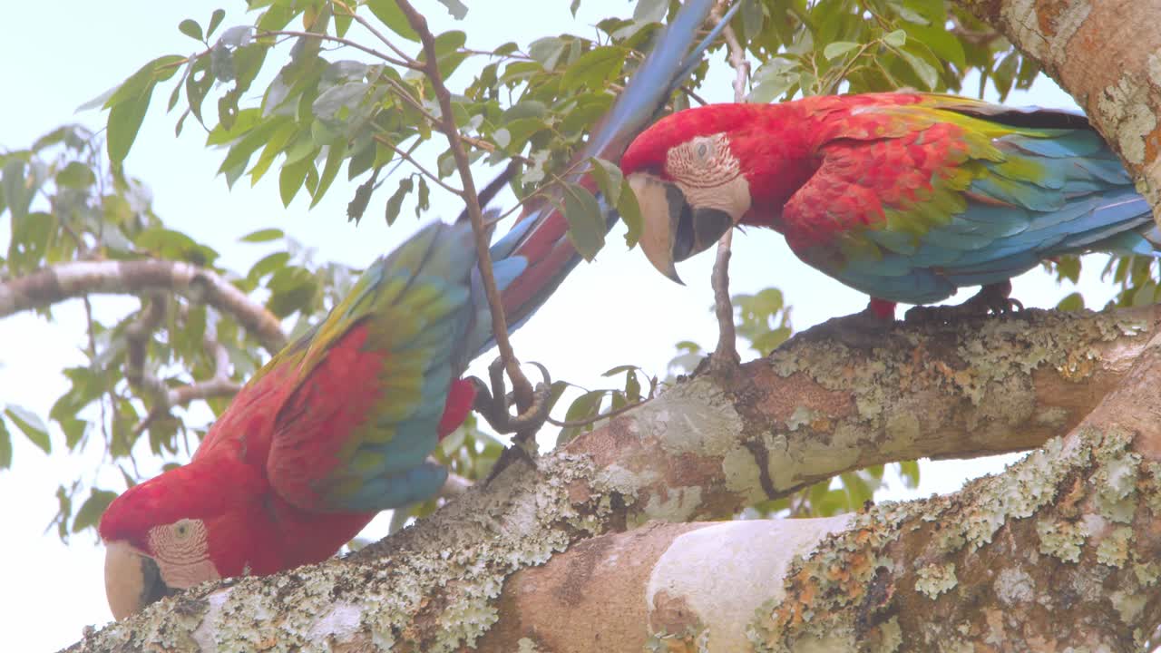 Pair of Green Winged Macaws moving along a branch together with help of their massive beaks in the rain forest canopy