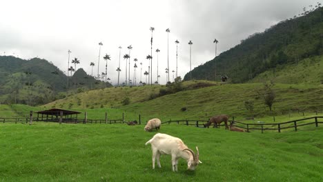 cabra pasta en la hierba en el valle de cocora colombia