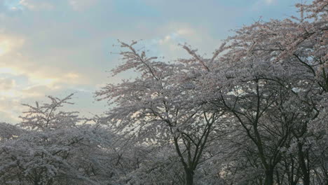 Sunrise-on-blooming-cherries-garden