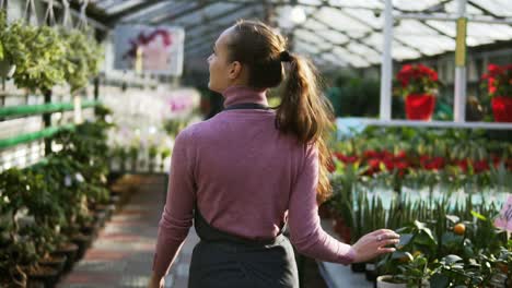 Back-view-of-female-florist-touching-leaves-of-different-plants-while-walking-among-rows-of-flowers-in-flower-shop-or-greenhouse.-Slowmotion-shot