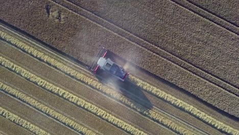 toma aérea de 4k que revela campo con cosechadora de trigo