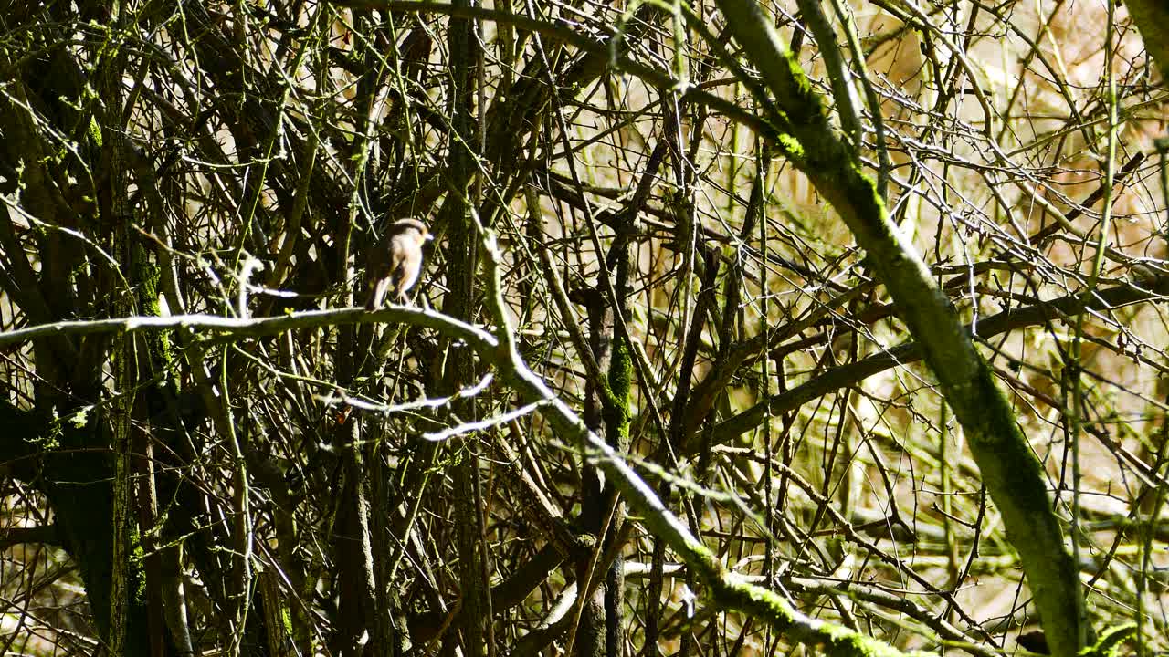 un pájaro pequeño vigilando una rama en un bosque denso