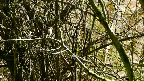 a small bird being watchful on a branch in a dense forest