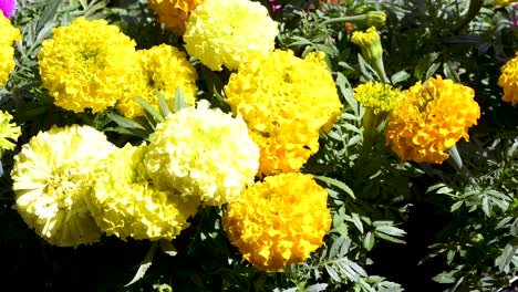 garden of yellow carnation flowers. panoramic plane shift