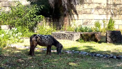 horse peacefully grazes in a zoo enclosure