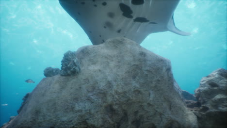 manta ray underwater