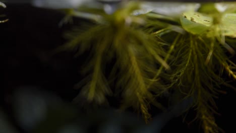 lechuga de agua enana en raíces de plantas flotantes de agua de acuario