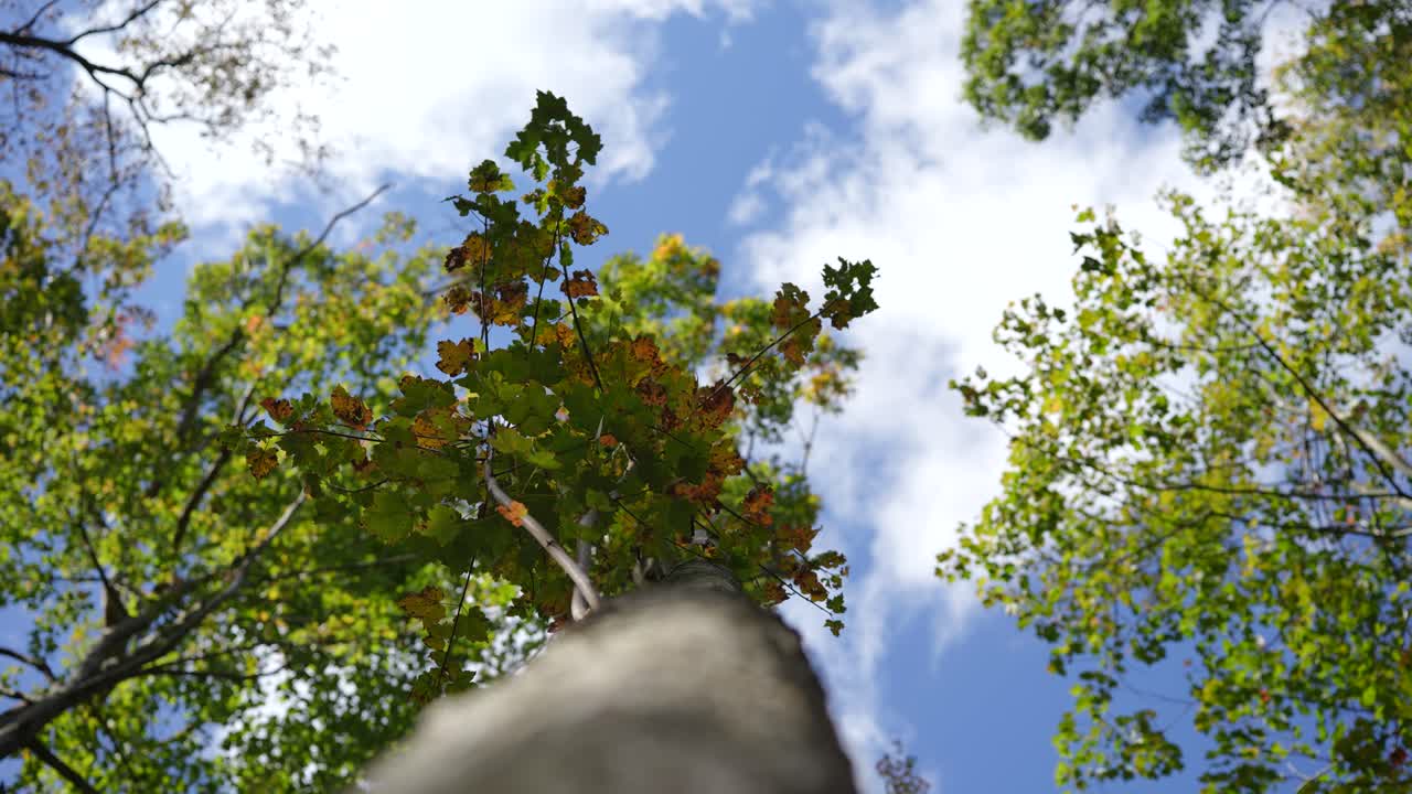 Tree in the fall with the blue sky above