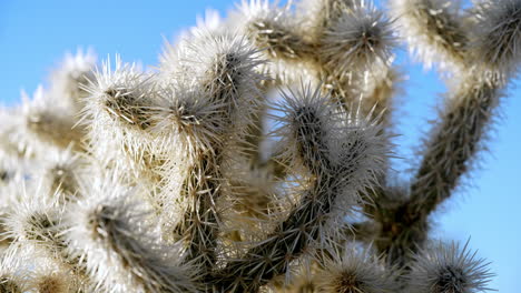 close up of cholla cactus spikes against blue sky, slow panning