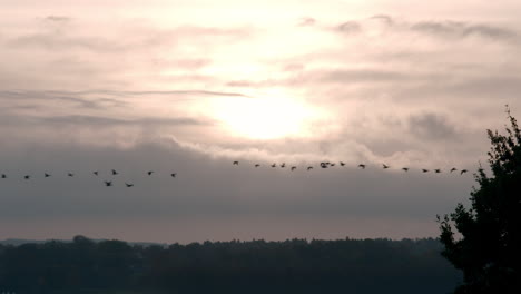 Gänse-Fliegen-Am-Morgenhimmel