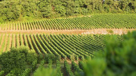 vineyard rows at sunset with gentle wind