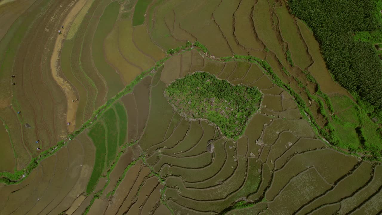 Aerial View of Rice Terraces in Vietnam