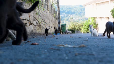 Stray-Cats-Roaming-Toén-Streets,-Ourense,-Spain