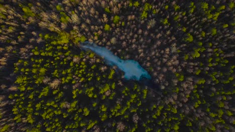 top down aerial drone footage spinning slowly above and decending over a frozen lake that is in between a thick and dense pine forest that has leafless trees during a spring sunny day. calming footage