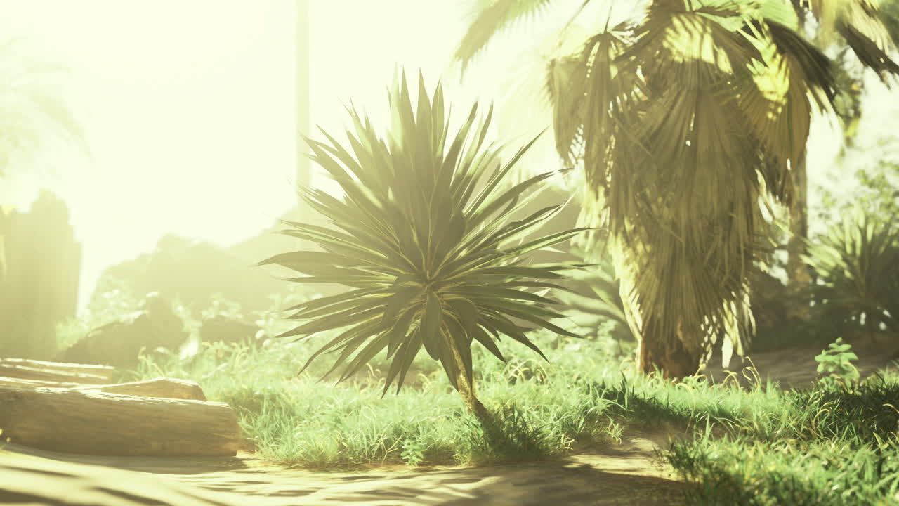 Lush tropical landscape under bright sunlight with various plants and greenery