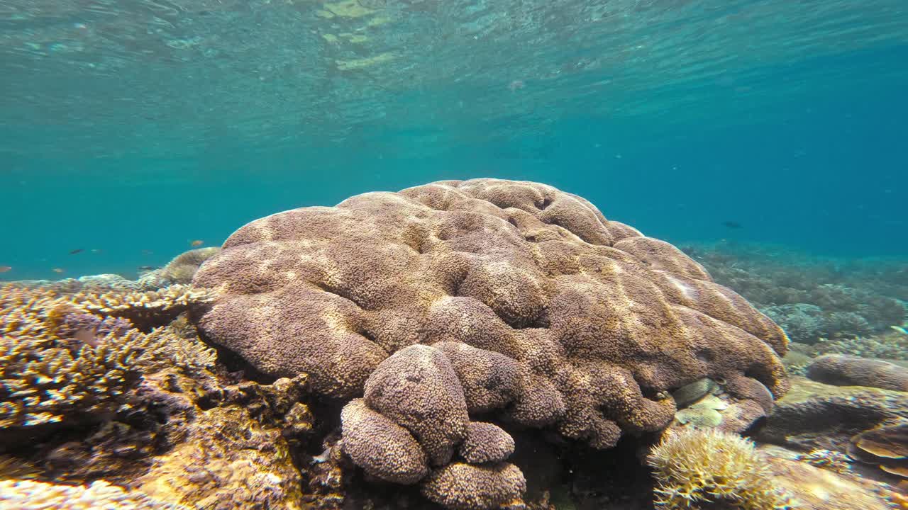 Underwater shot of a massive, rounded coral formation in the clear waters of Raja Ampat, Indonesia. The intricate texture and warm lighting illustrate the complexity and the tranquility of the reef.