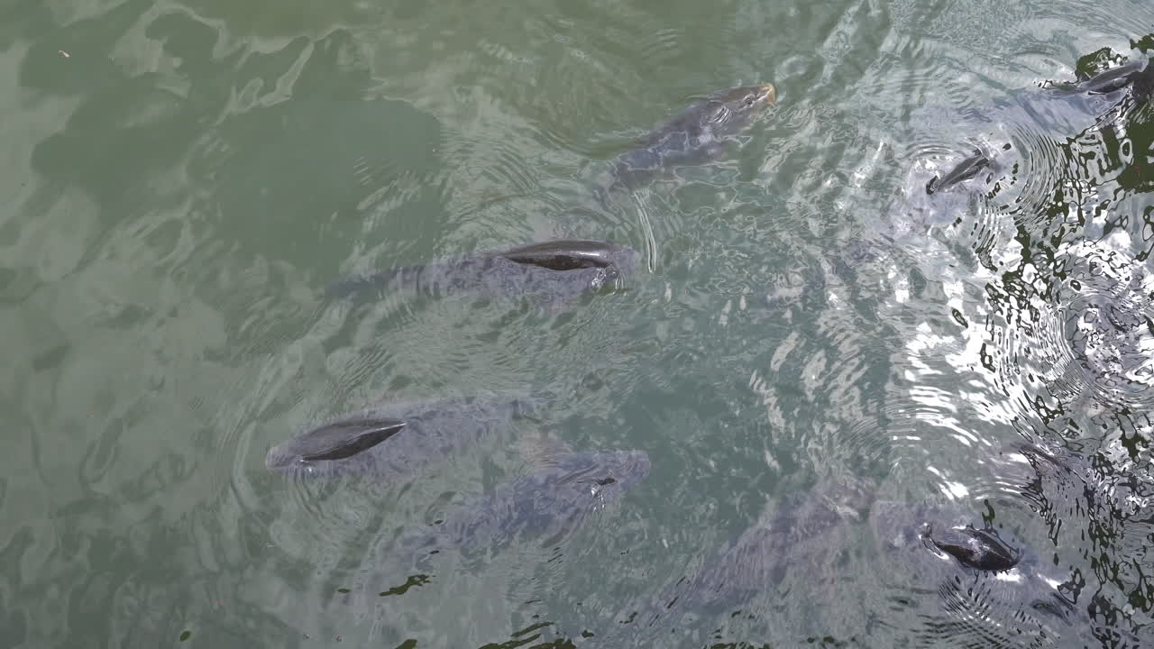 낮에 연못에서 헤엄치는 물고기