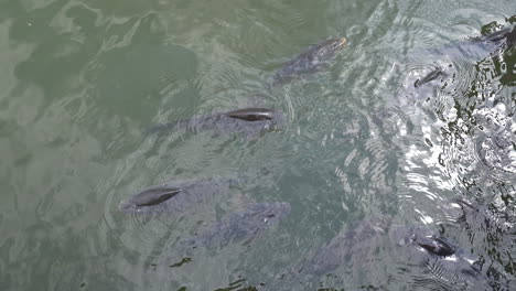 peces nadando en el estanque durante el día