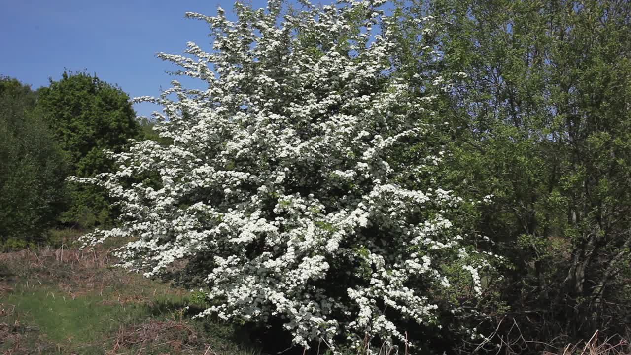 A Hawthorn Tree, Crataegus monogyna, in flower in late Spring. England. UK