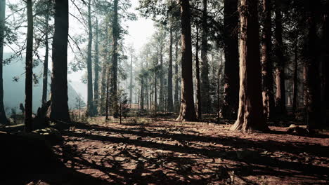 discovering the dawn beauty of a tranquil sequoia forest
