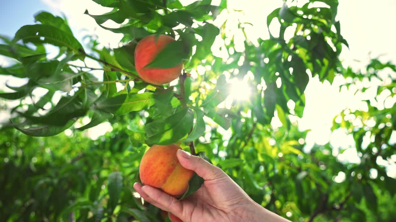 熟した桃を摘む 女性 太陽の光で果物が熟る 素晴らしい果樹園 魔法の太陽の光