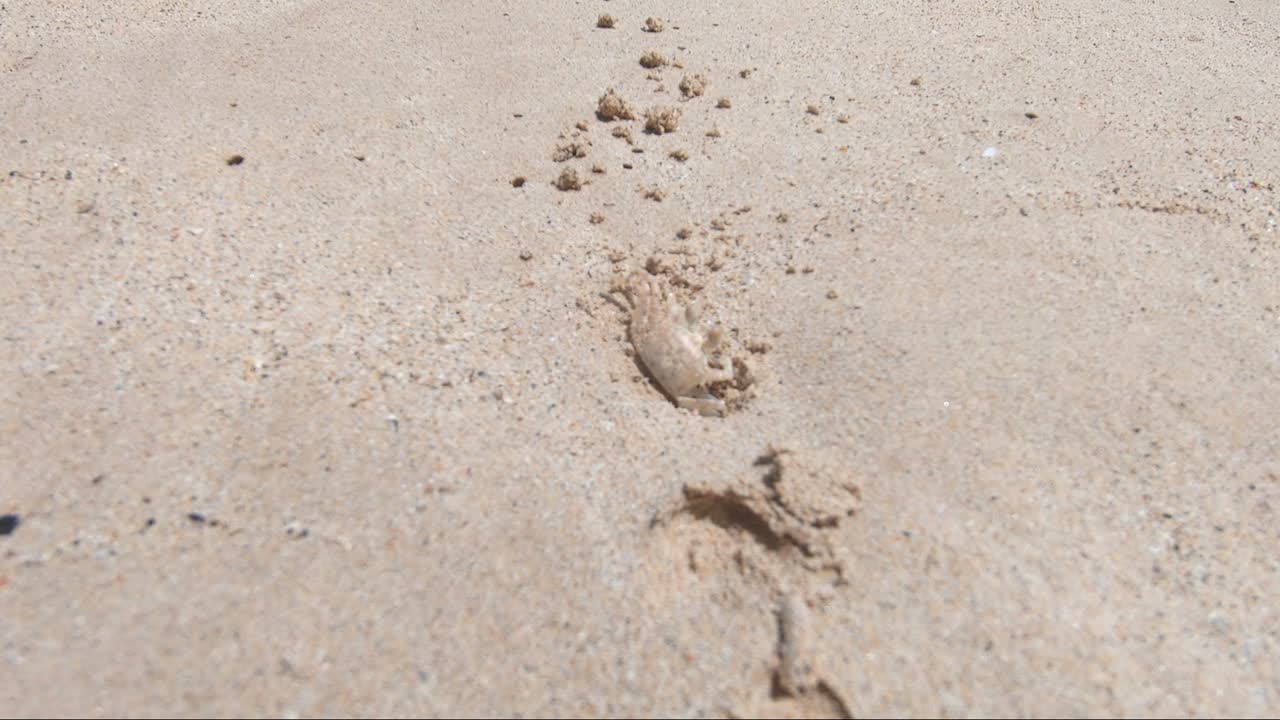 미국 하와이 해변에서 한낮의 태양 아래 모래에 구멍이 뚫린 집에서 게 한 마리가 나옵니다.