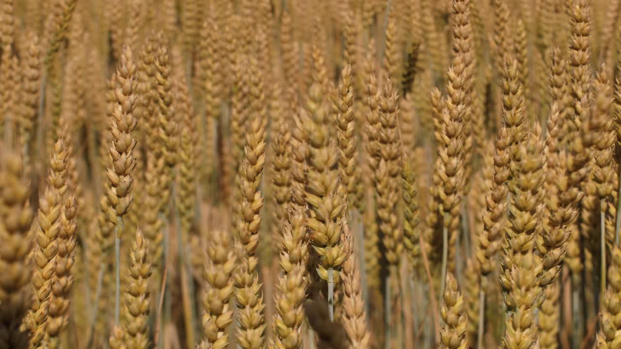 el atardecer de cebada jugando con la luz del sol