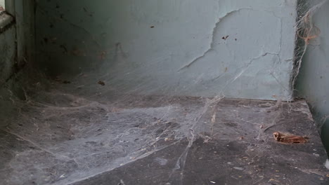 old spiderweb in a windowsill with dead spider and insects zoom out