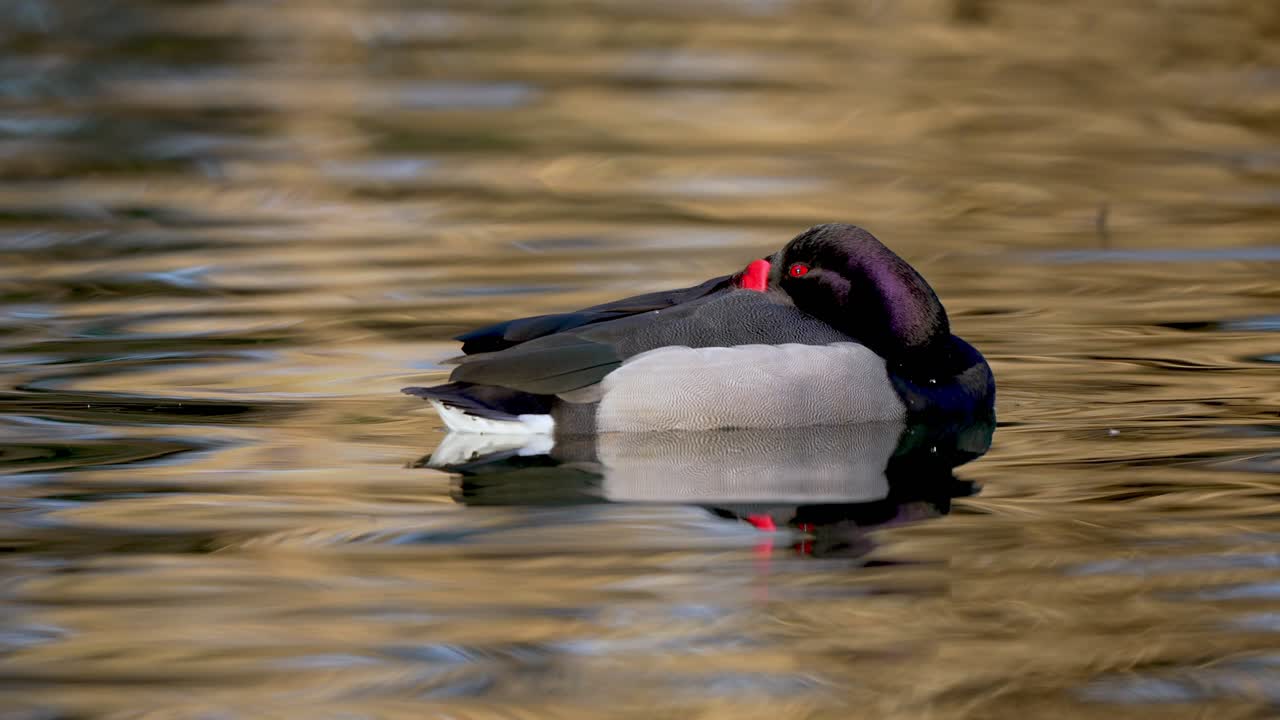 Male Rosy-billed Pochard relaxing on tranquil lake during sunny day,close up