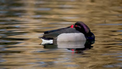 male rosy-billed pochard relaxing on tranquil lake during sunny day,close up