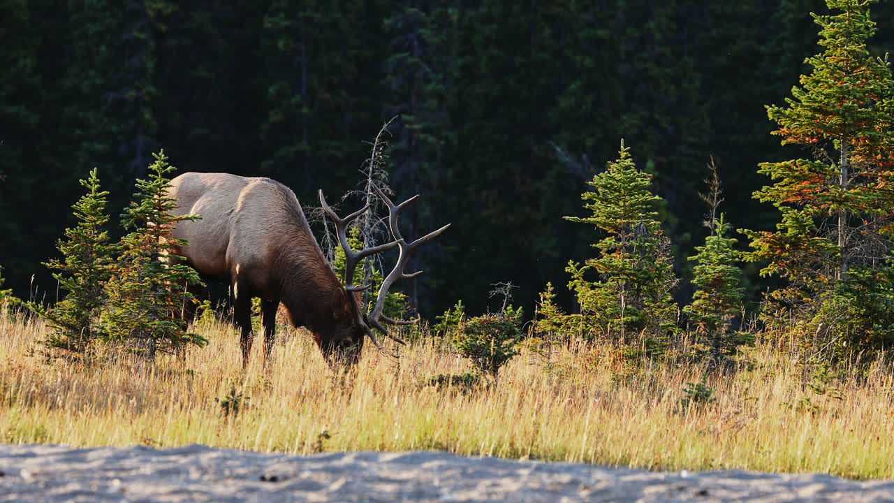 Large wild bull elk grazes on edge of forest in Alberta, Canada during rut