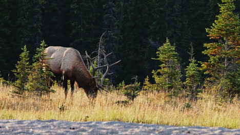 gran alce toro salvaje pasta en el borde del bosque en alberta, canadá durante la rutina